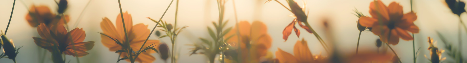 あんみのプロフェショナルスタッフを紹介